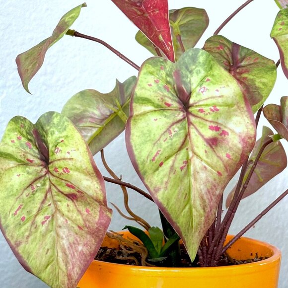 10" Tall Realistic Faux Red & Green Variegated Caladium Plant Plants Vase Accent - Picture 3 of 8
